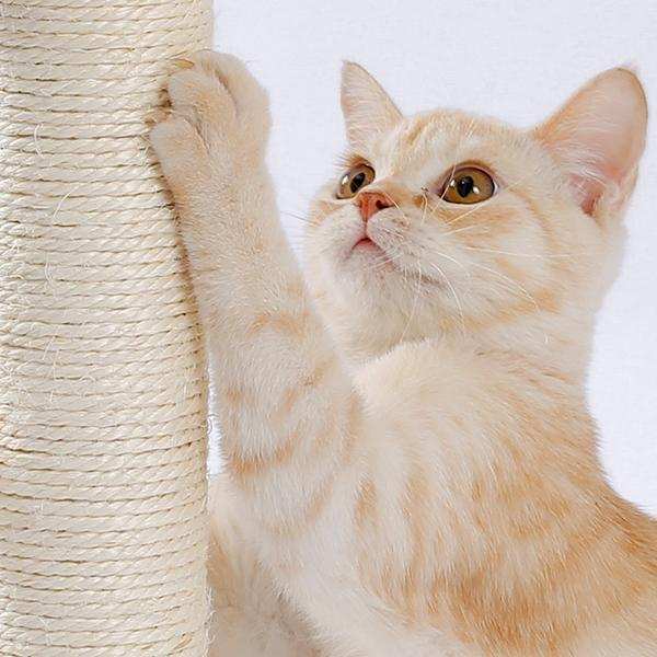 Indoor Cat Soft Scratching Board And Interactive Ball Track Toy Cat Rest And Grooming Supplies